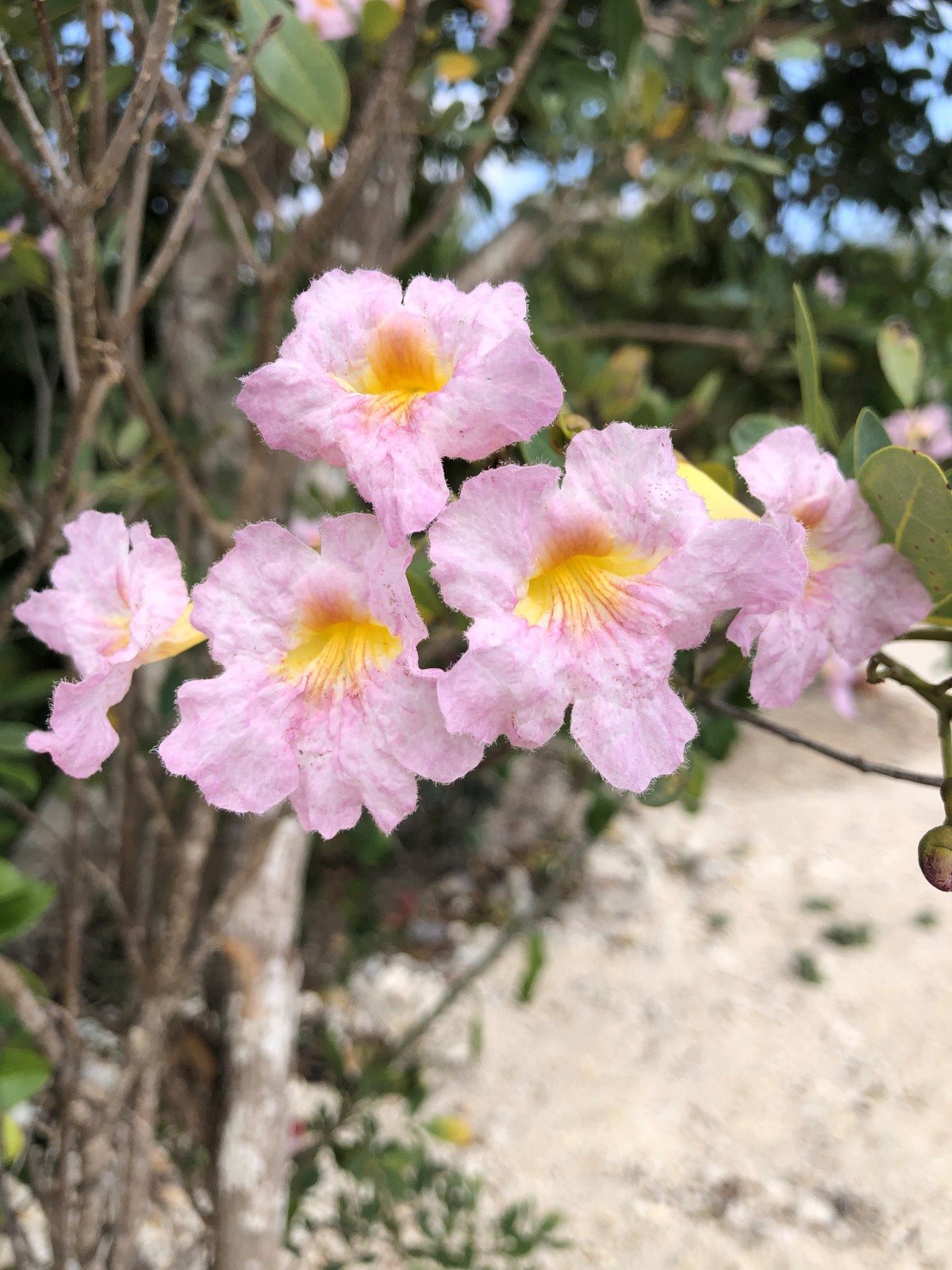 Image of a light pink and yellow Whitewood bloomed as part of the national tree planting (NTP) initiative led by the Cayman Islands Government under the Ministry of sustainability climate resiliency and wellness (MSCRW)